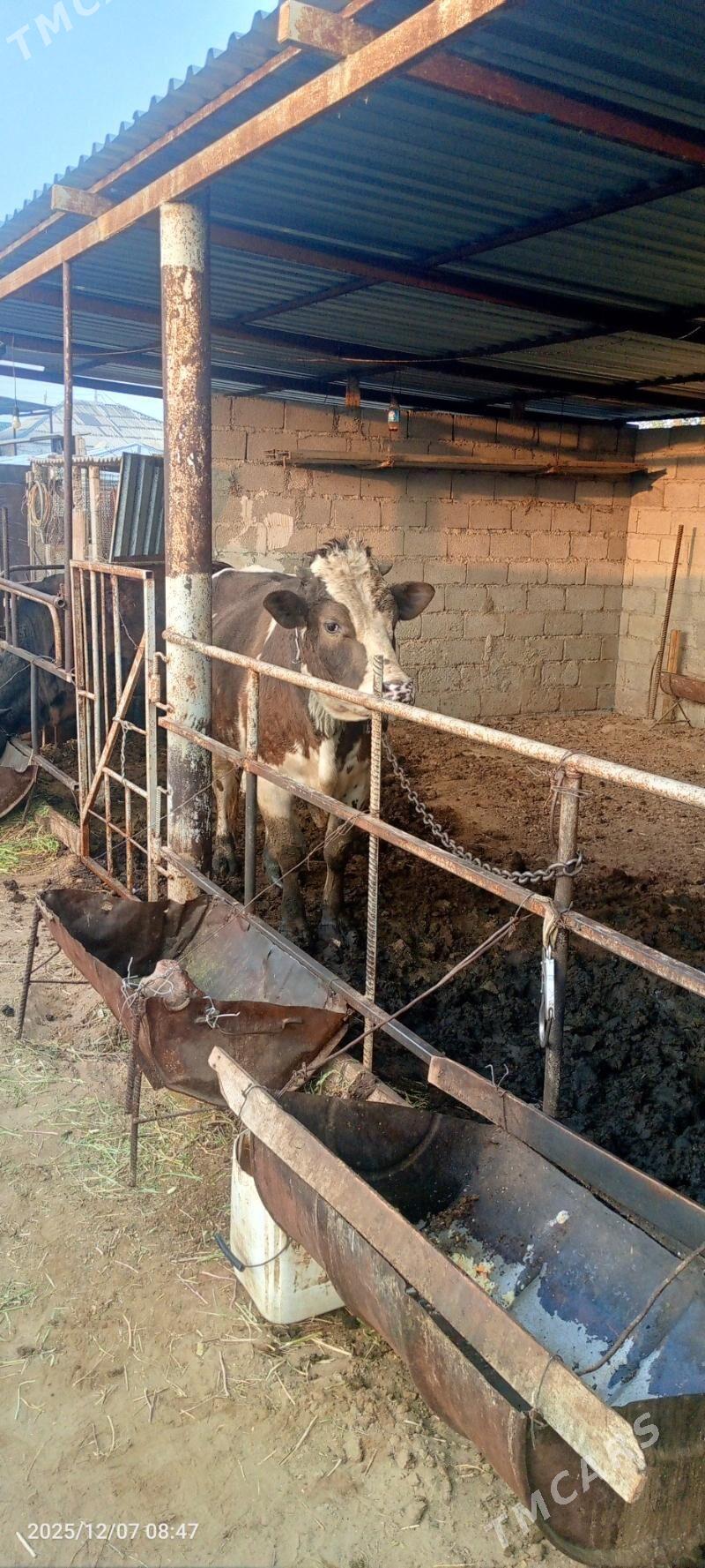 Öküz - Гёкдепе - img 3