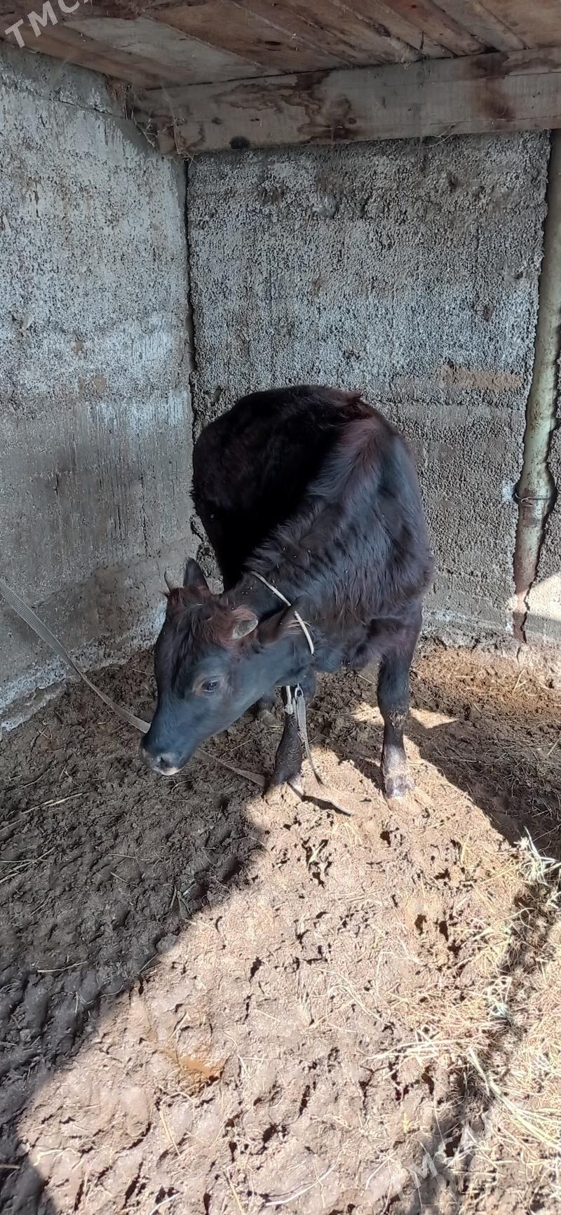 öküz - Ашхабад - img 1