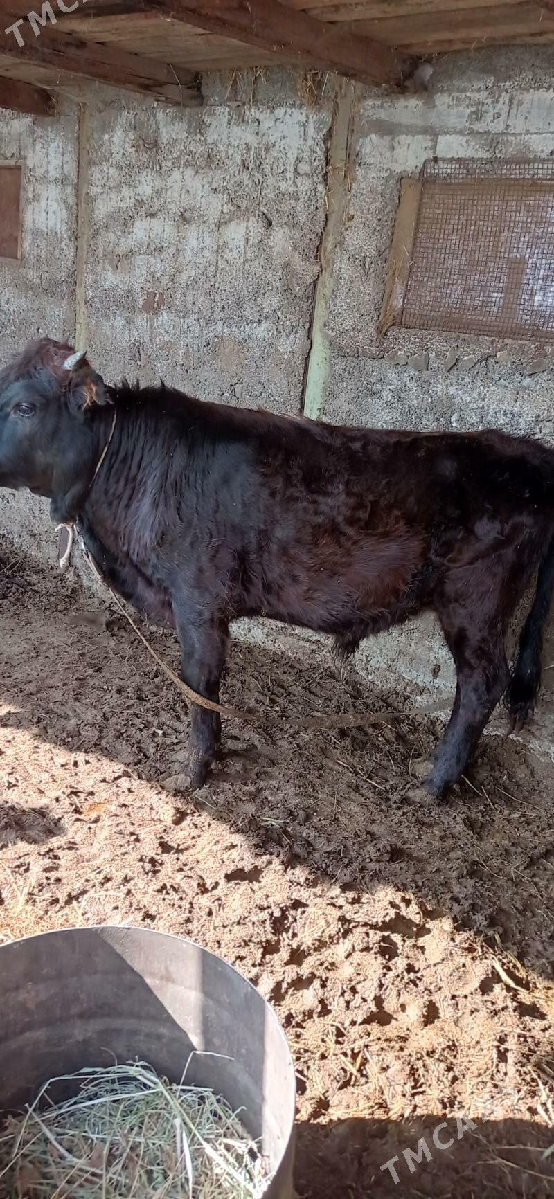 öküz - Ашхабад - img 3