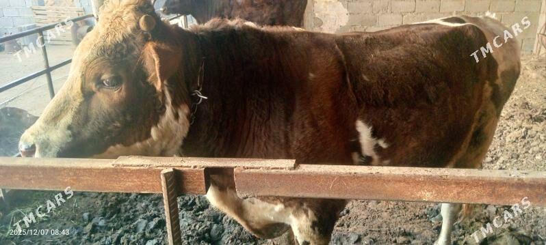 Öküz - Гёкдепе - img 5