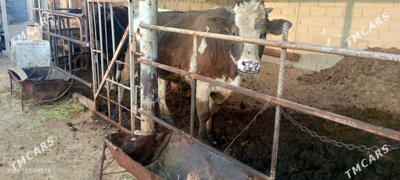 Öküz - Гёкдепе - img 4