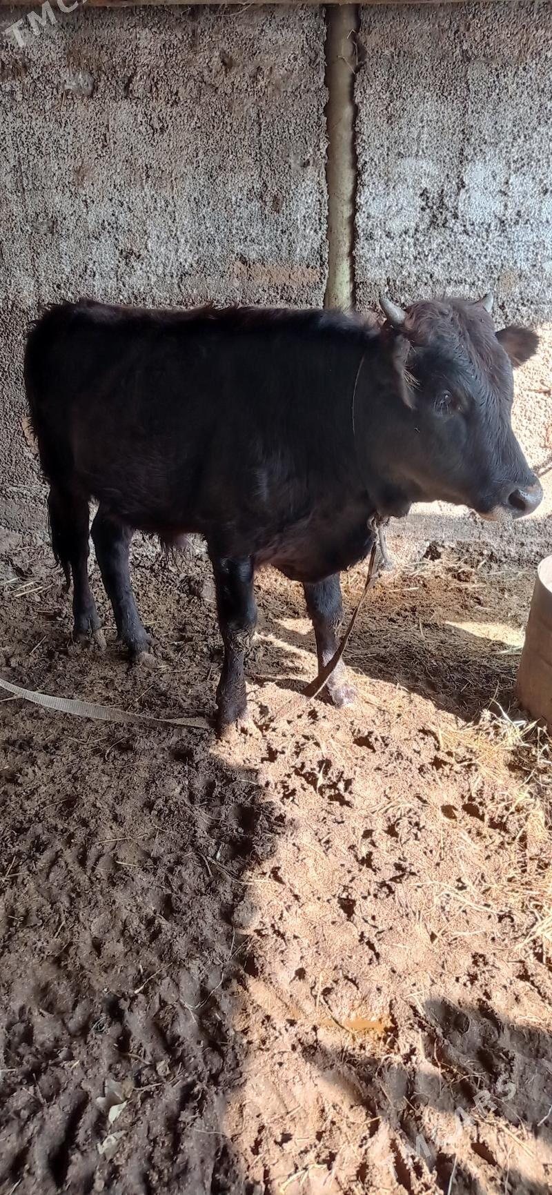 öküz - Ашхабад - img 2