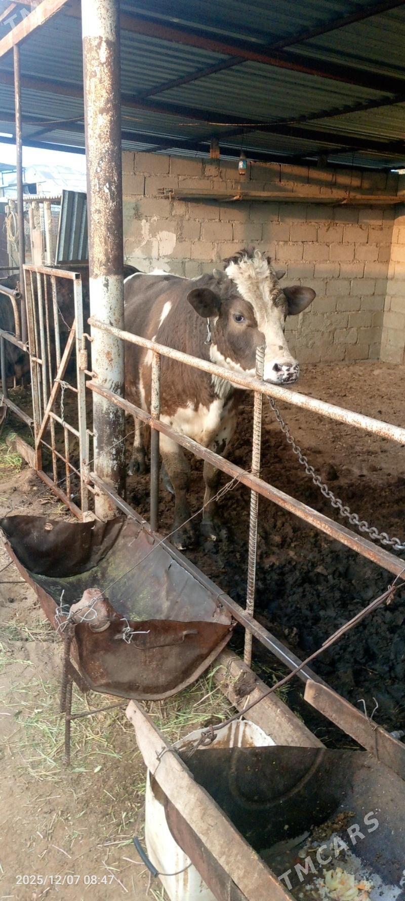 Öküz - Гёкдепе - img 6