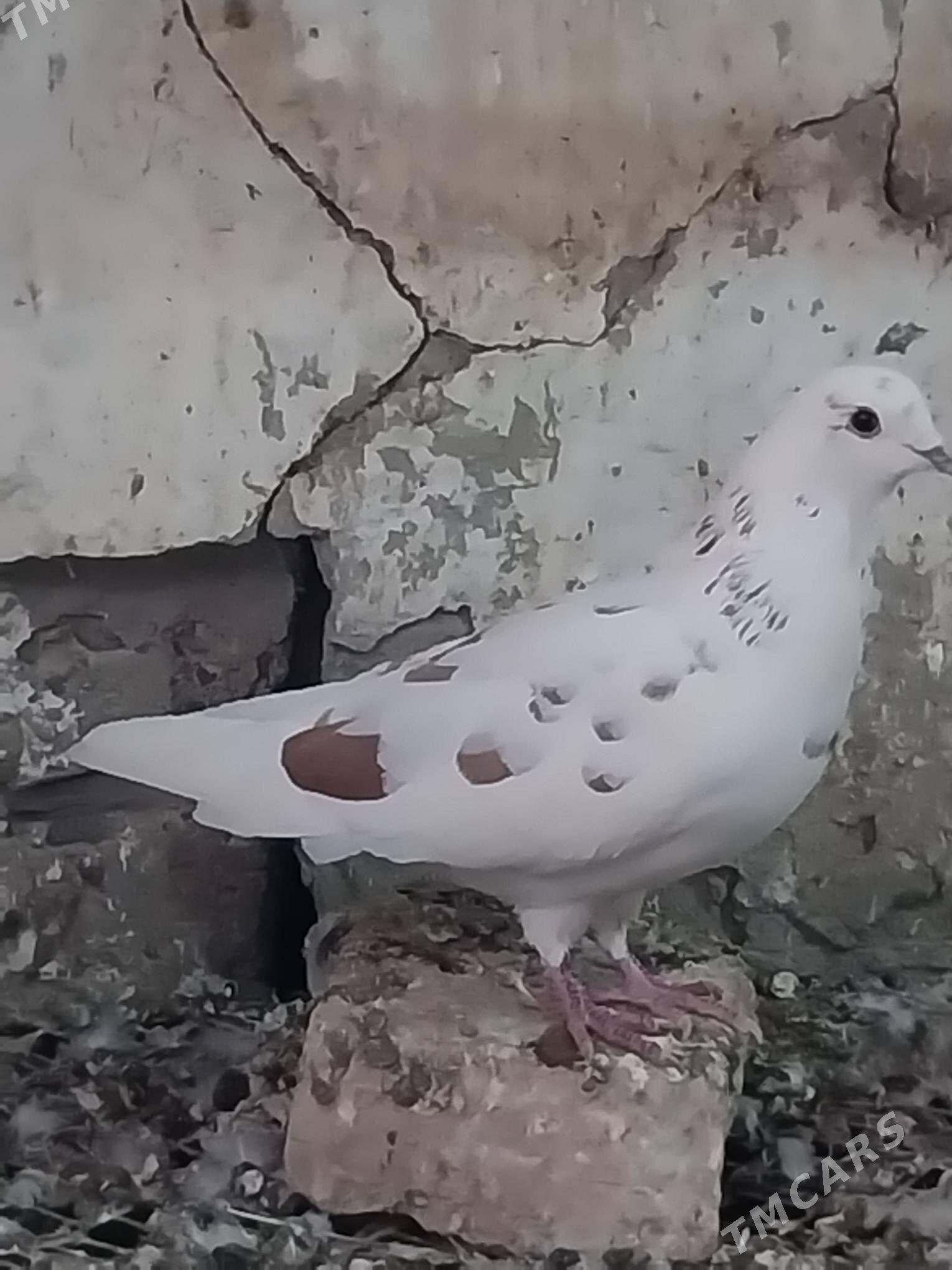 KEPDERI. - Мургап - img 4