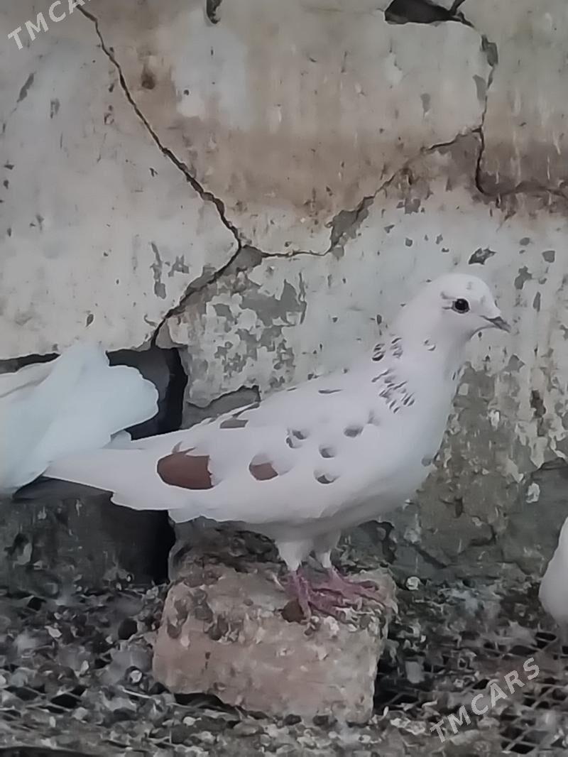 KEPDERI. - Мургап - img 3