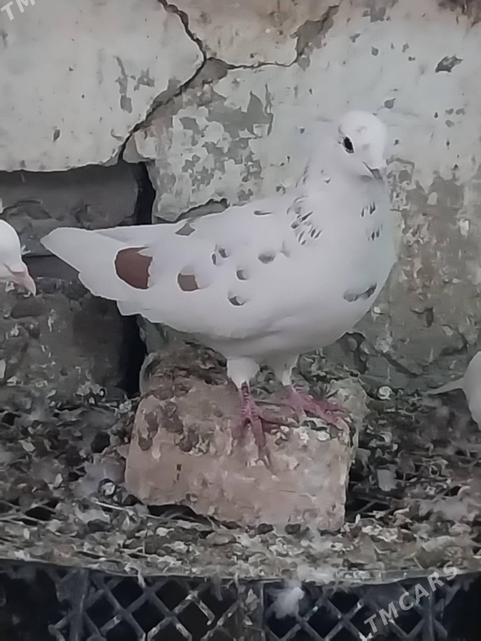 KEPDERI. - Мургап - img 1