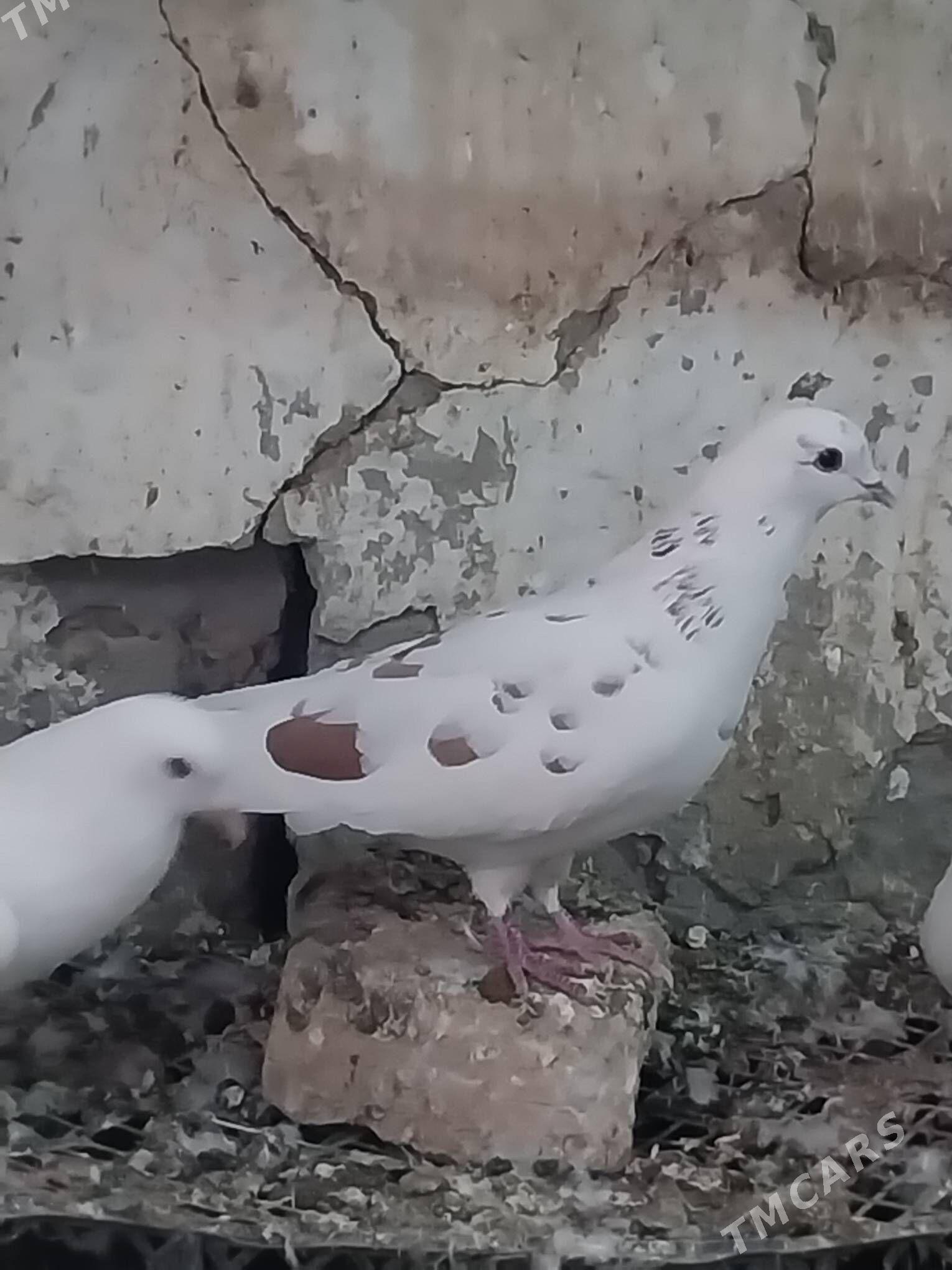 KEPDERI. - Мургап - img 2