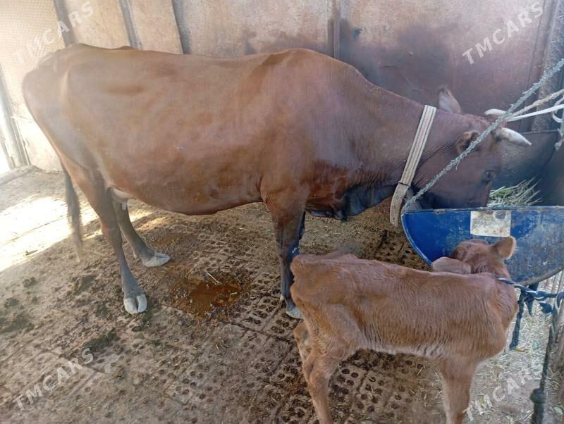 göleli sygyr süÿtli - Мары - img 4