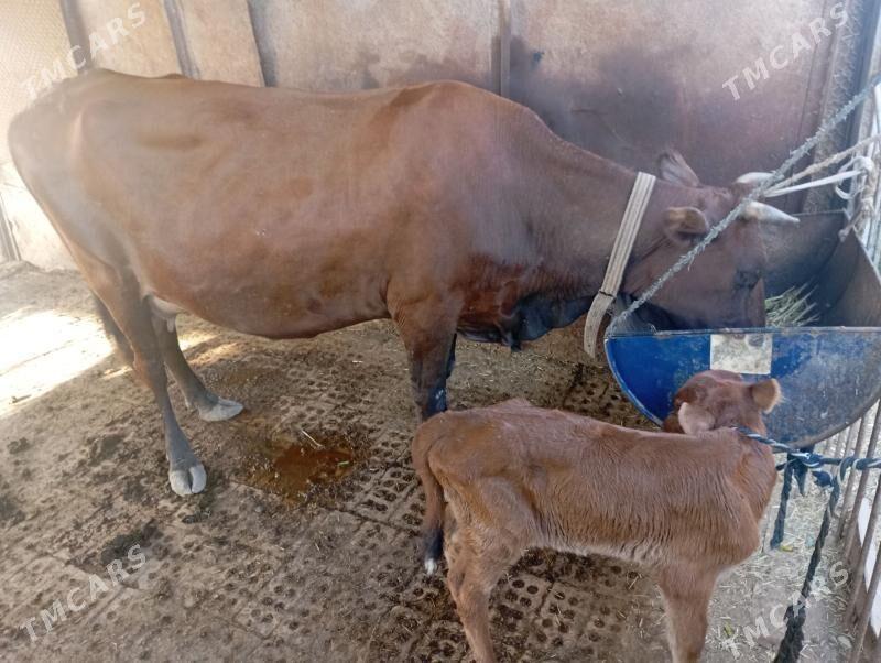 göleli sygyr süÿtli - Мары - img 3