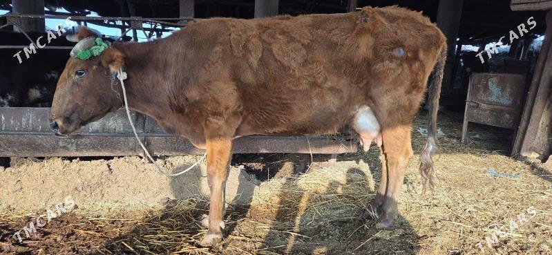 ojekli sygyr - Halaç - img 4