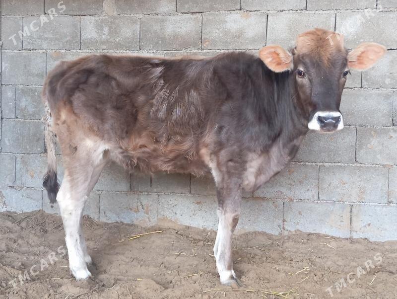 şibes  tüwe - Büzmeýin - img 2