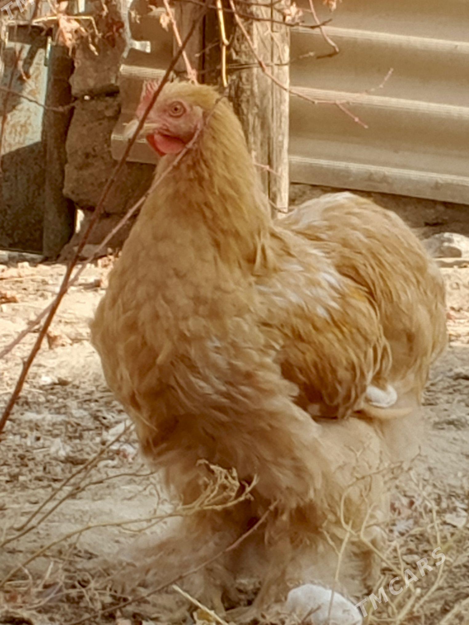 kohinhin - Джебел - img 2