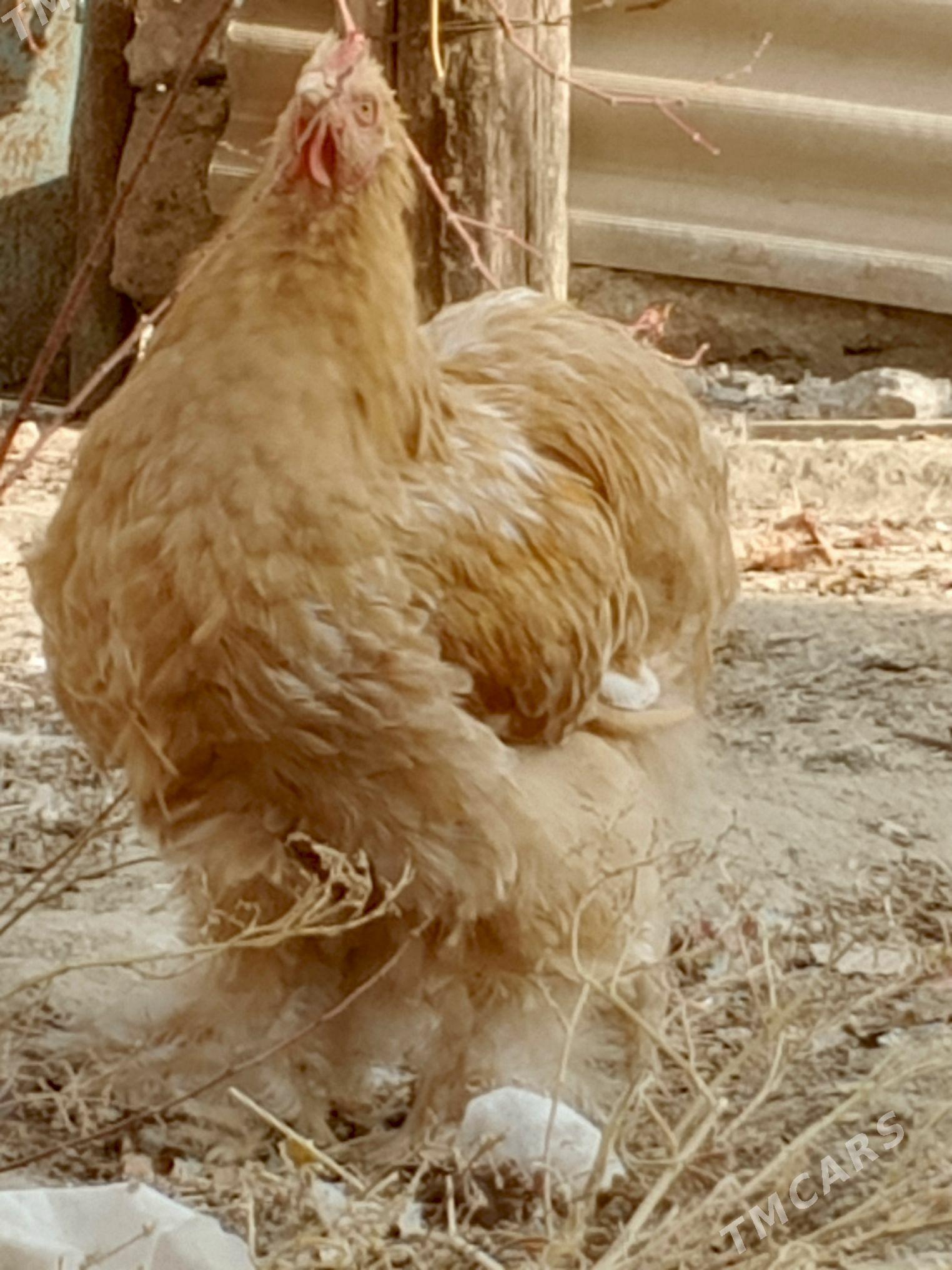 kohinhin - Джебел - img 3