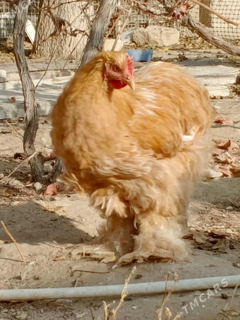 kohinhin - Джебел - img 4