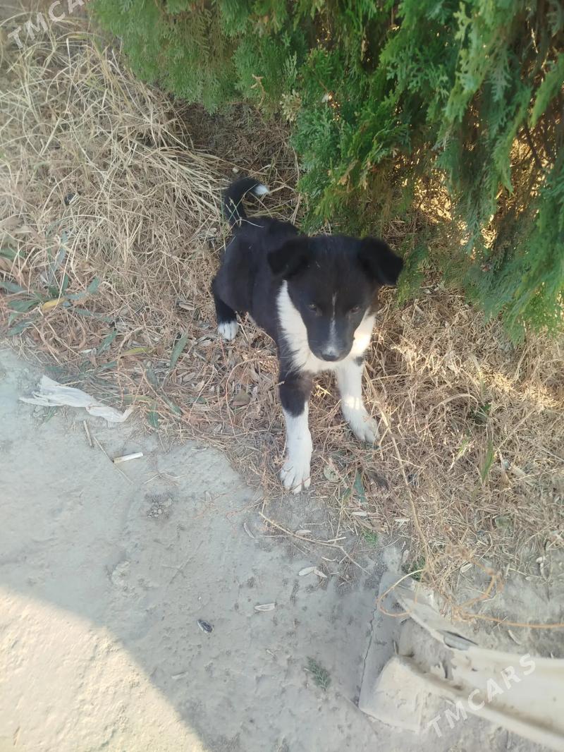 Щенок - Туркменабат - img 1