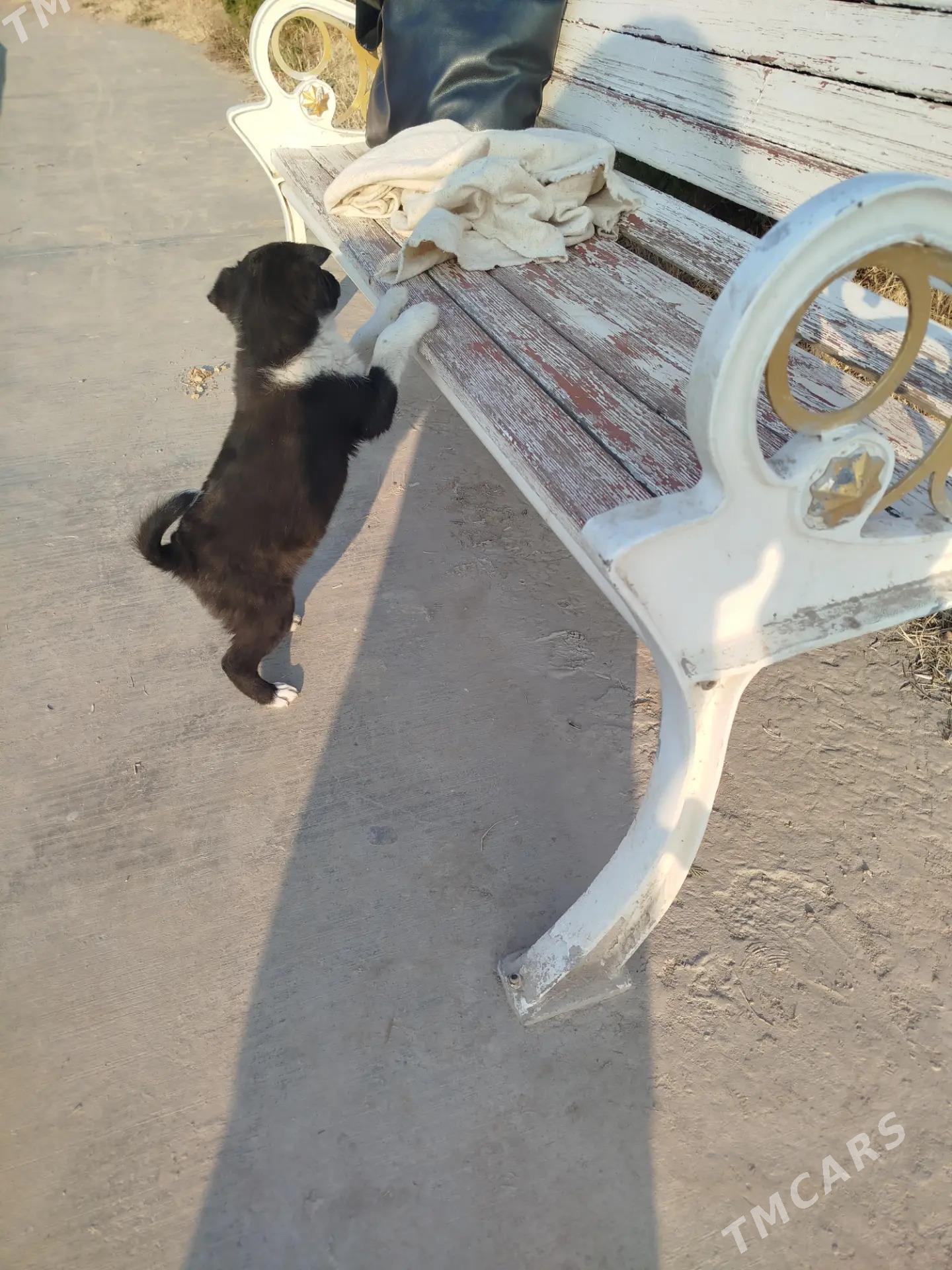 Щенок - Türkmenabat - img 2