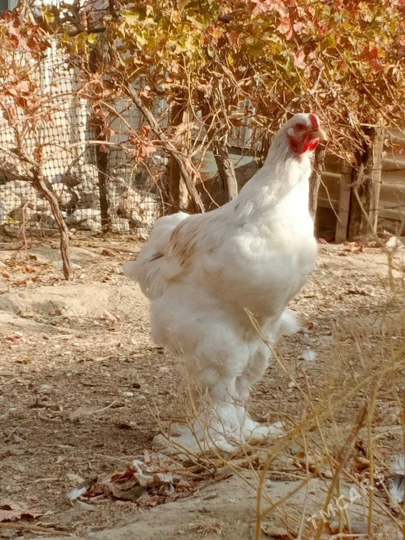 brama - Jebel - img 4