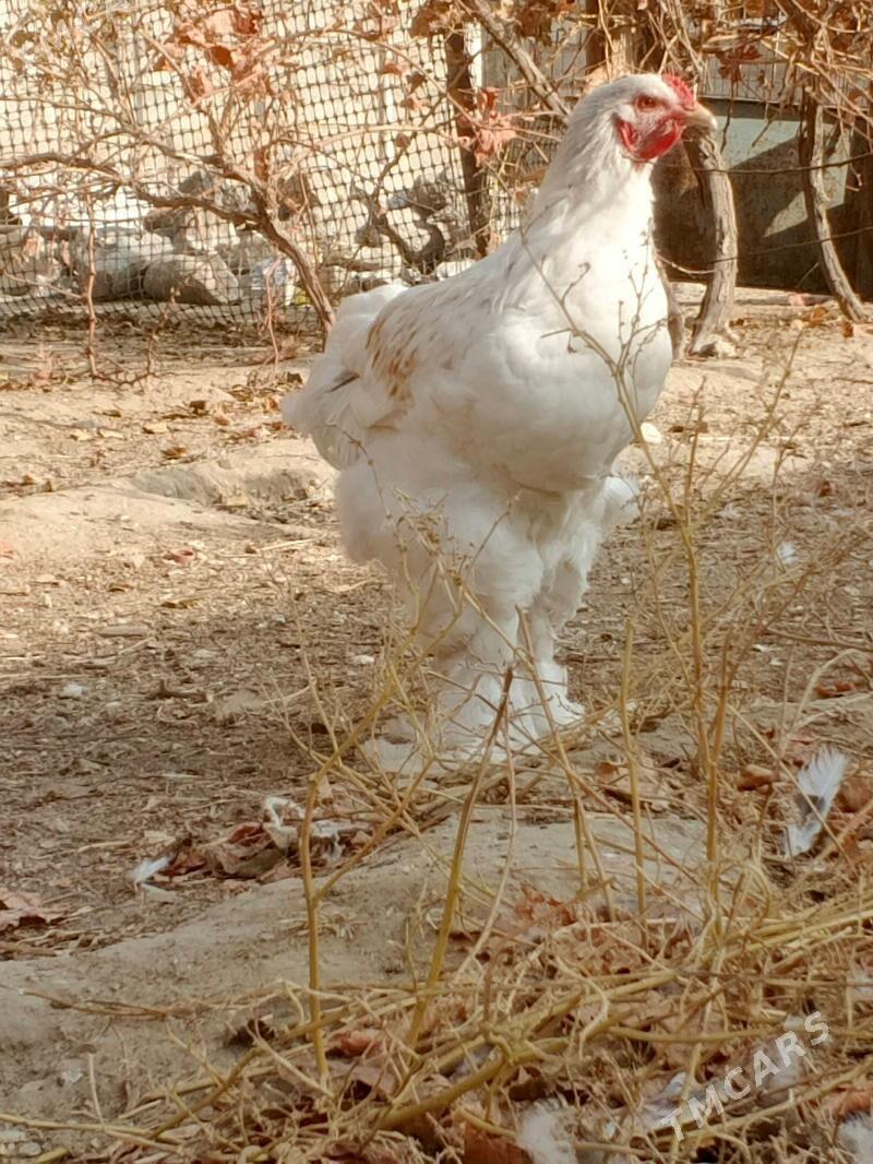 brama - Jebel - img 5