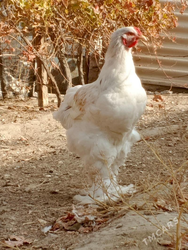 brama - Jebel - img 1