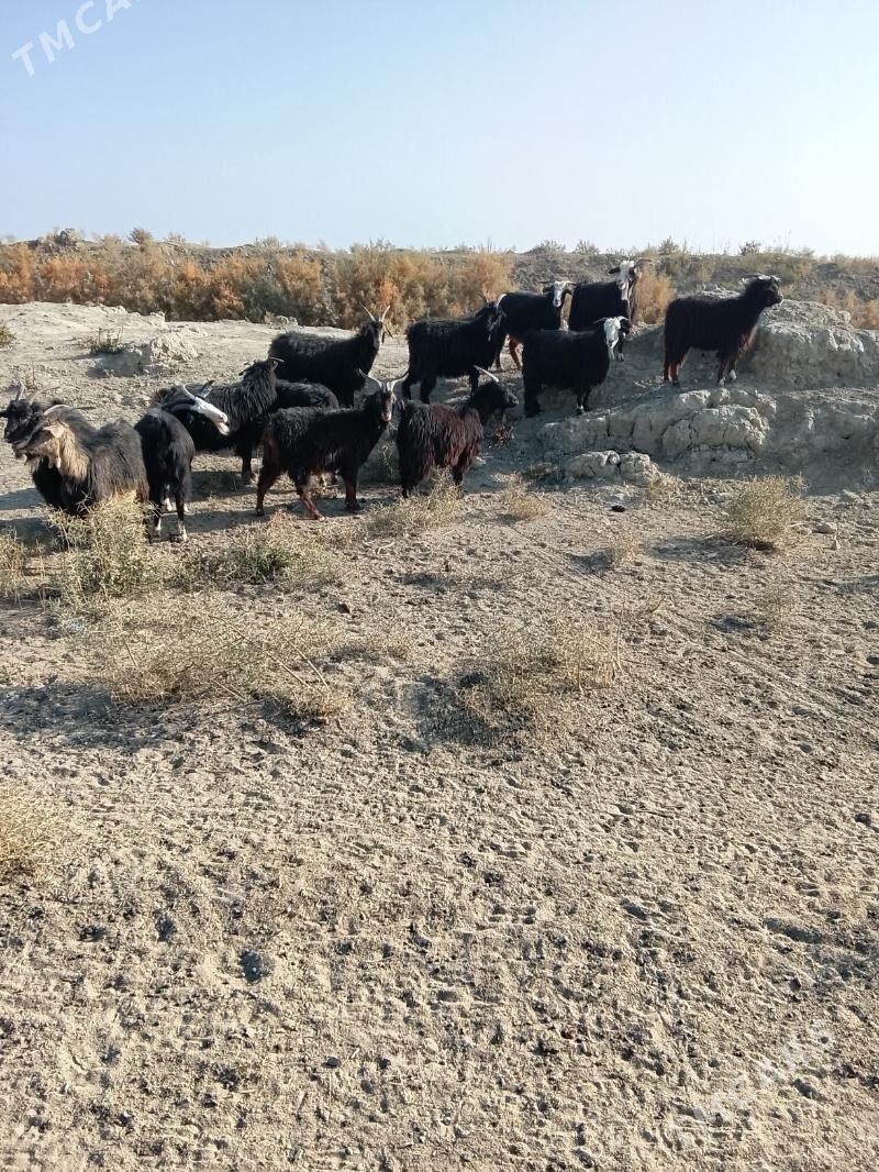 geci - Gyzylarbat - img 2