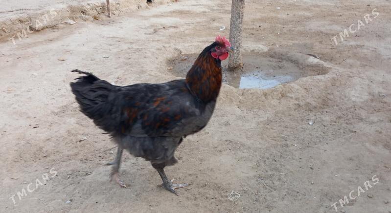 gigant horaz - Хитровка - img 2