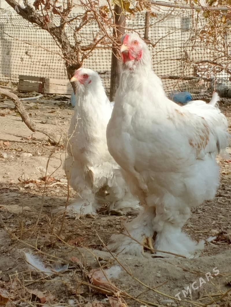 brama - Jebel - img 3