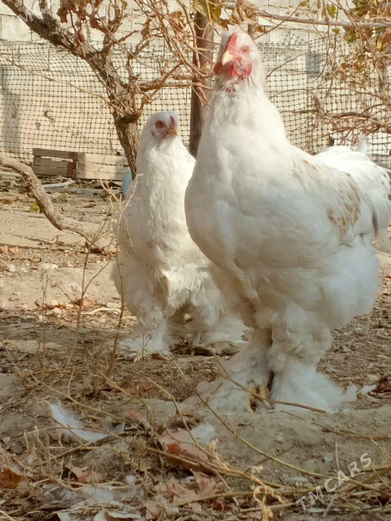 brama - Jebel - img 2