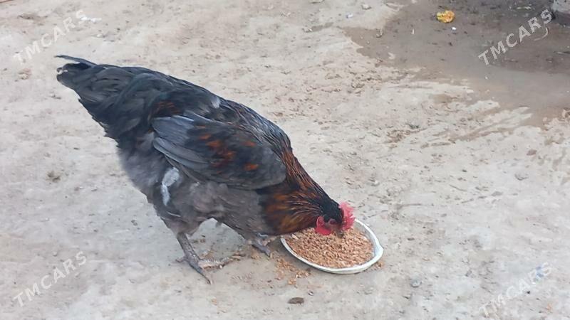 gigant horaz - Хитровка - img 1