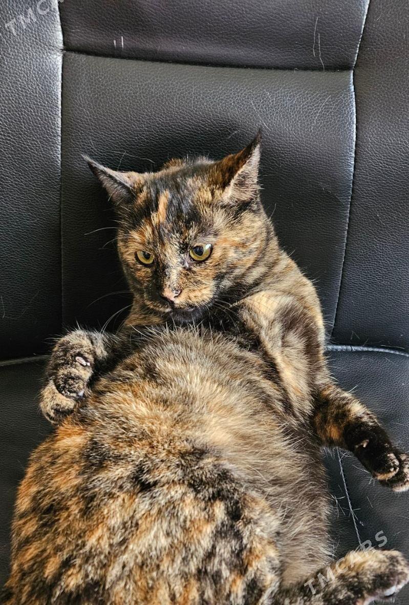 кошка - Ашхабад - img 2