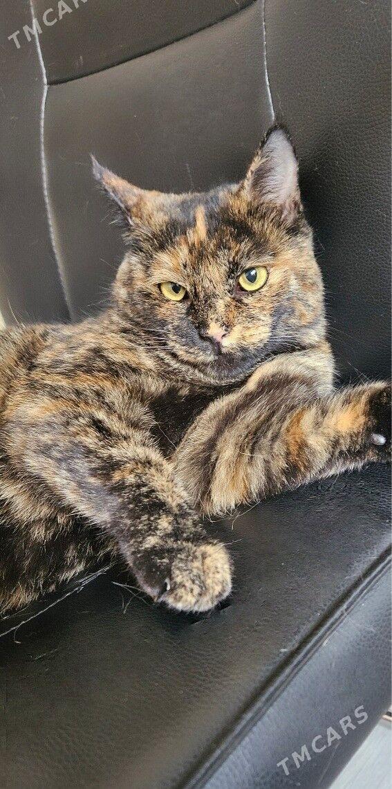 кошка - Ашхабад - img 1