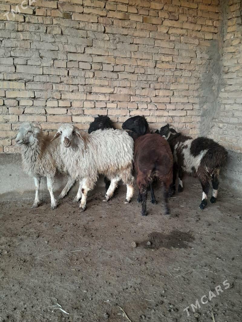 toklylar - Туркменабат - img 1