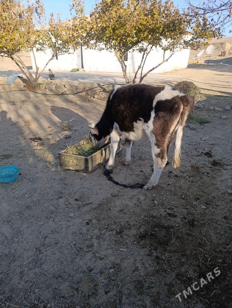 tuwe. hem 11 aylyk gole - Бахарден - img 5