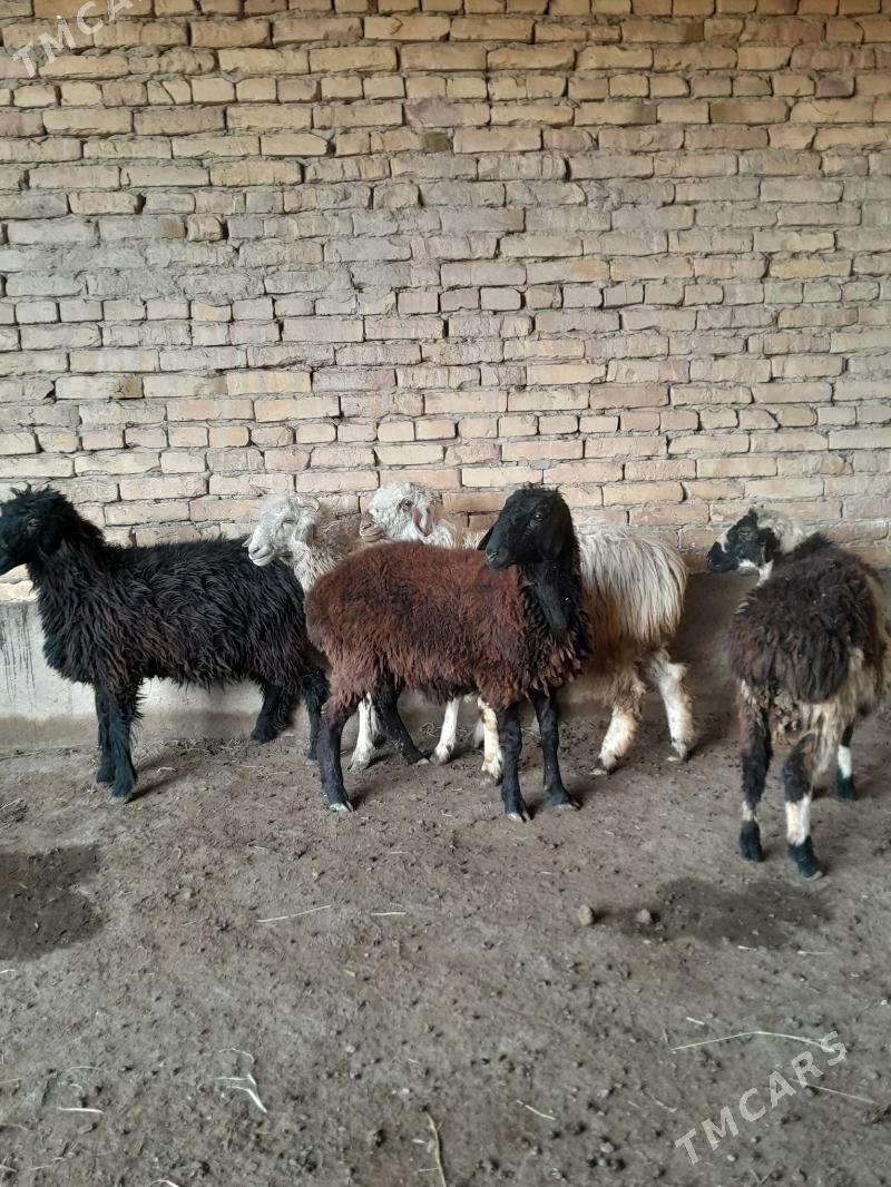 toklylar - Туркменабат - img 2