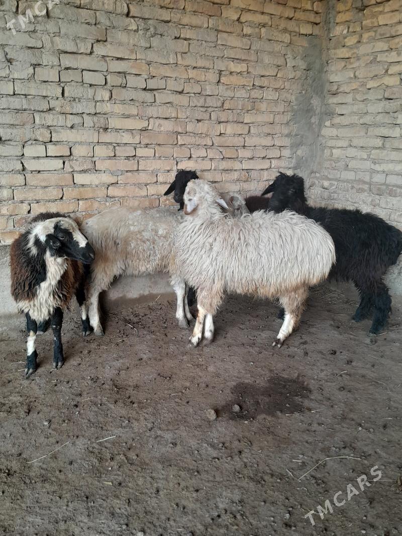 toklylar - Туркменабат - img 3