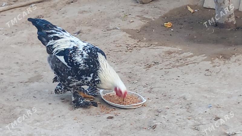 balgar horaz - Хитровка - img 1