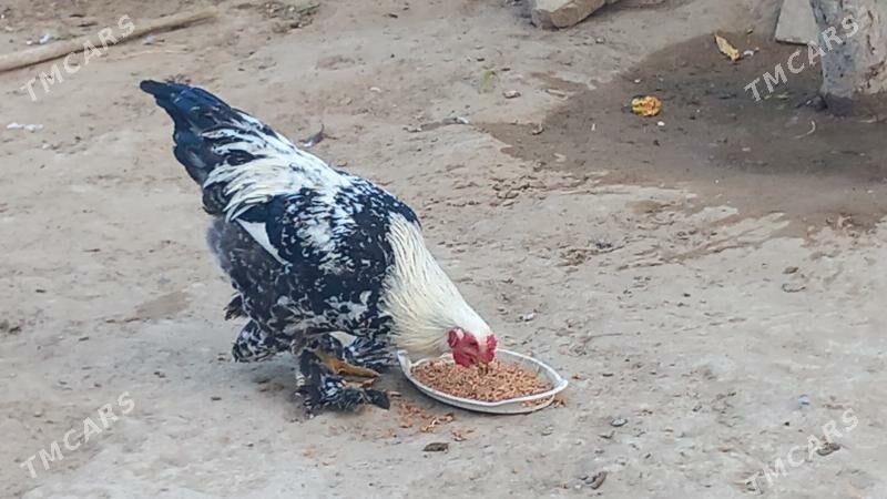 balgar horaz - Хитровка - img 2