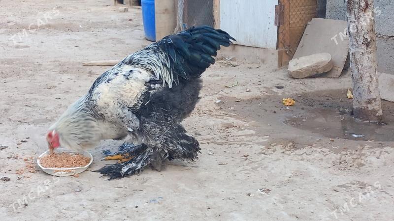 balgar brama horaz - Хитровка - img 3