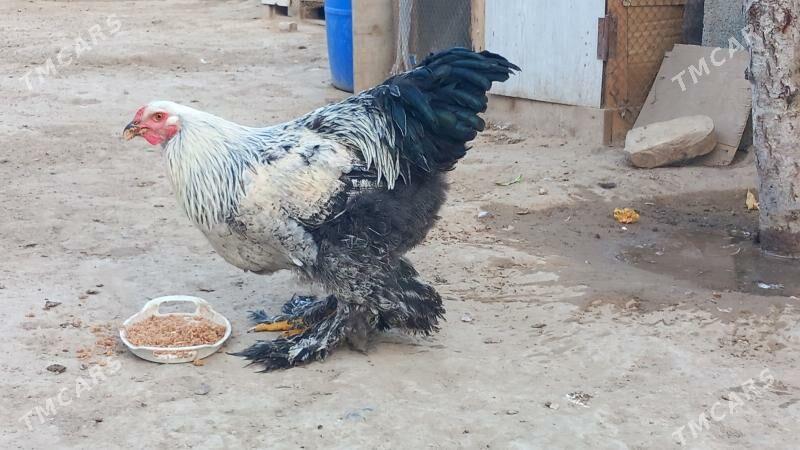 balgar brama horaz - Хитровка - img 2