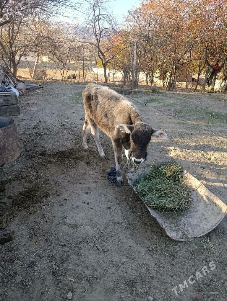 tuwe. hem 11 aylyk gole - Бахарден - img 6