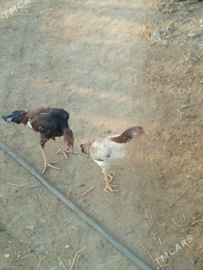 horaz we makisi - Фарап - img 3