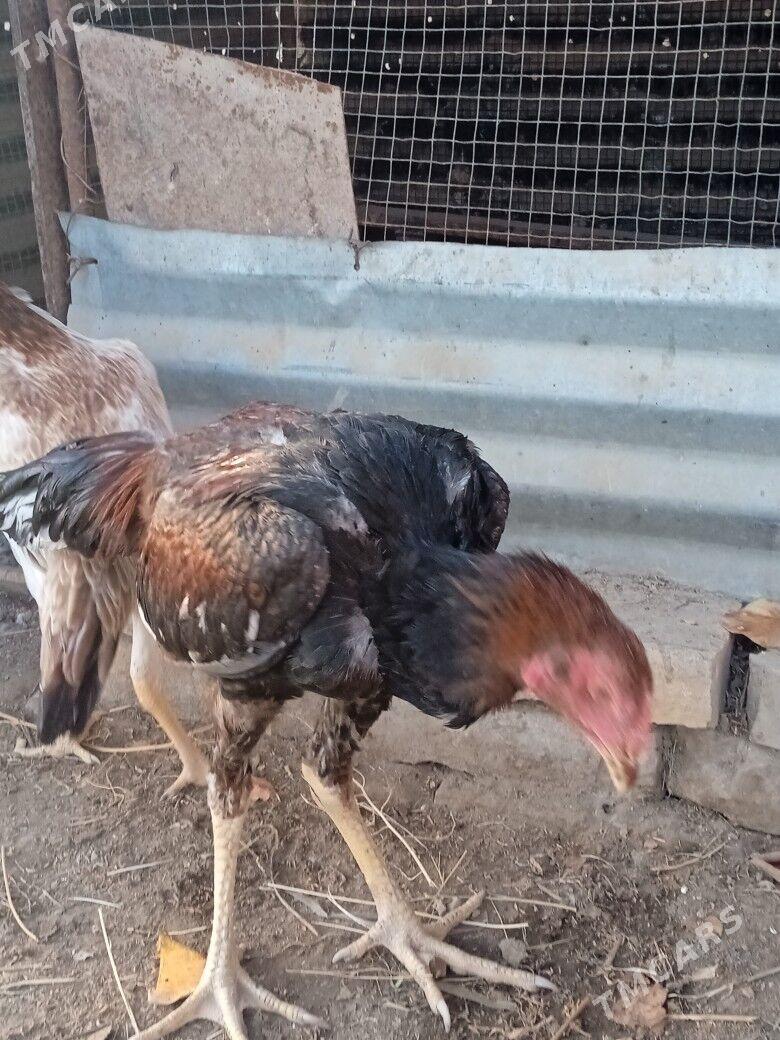 horaz we makisi - Фарап - img 1