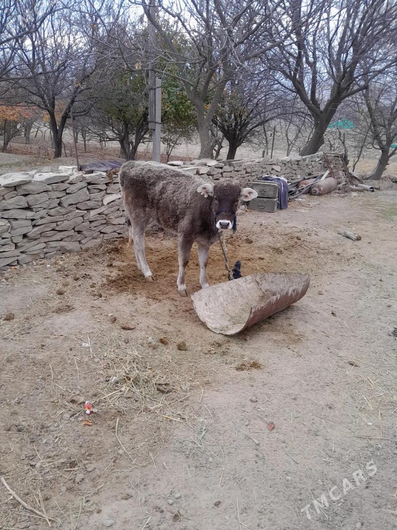 tuwe. hem 11 aylyk gole - Бахарден - img 4