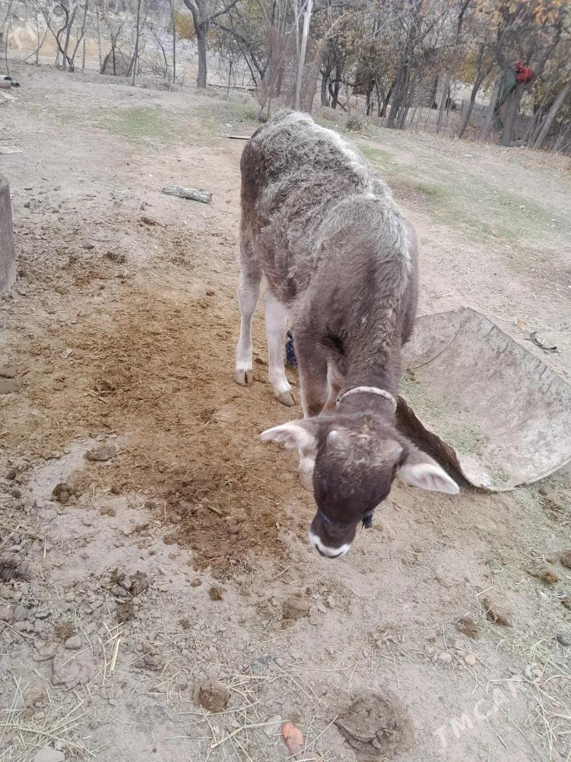 tuwe. hem 11 aylyk gole - Бахарден - img 2