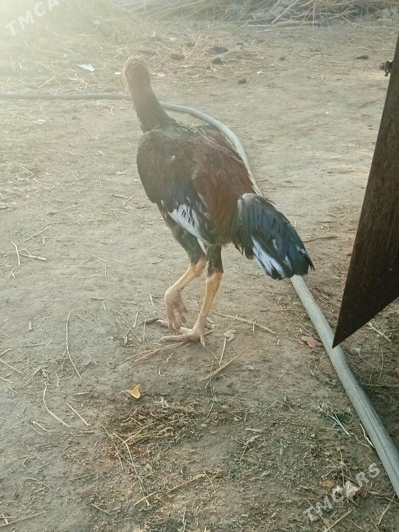 horaz we makisi - Фарап - img 2