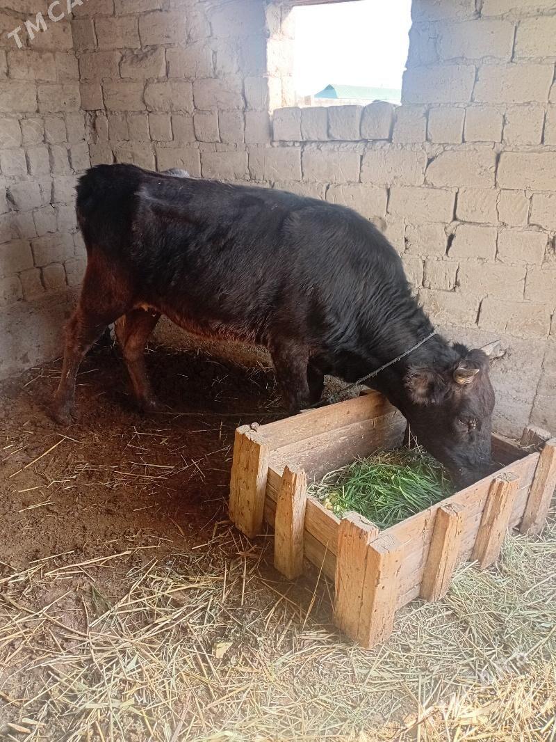 gbrit tuwe - Бахарден - img 3