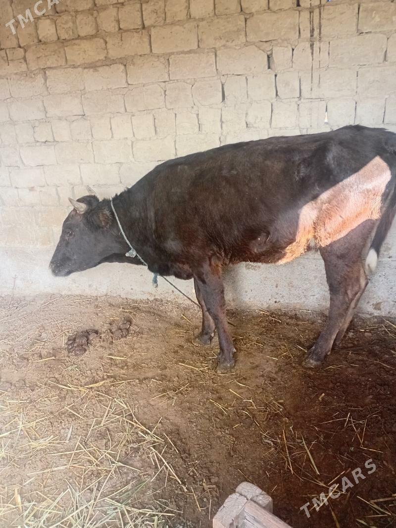 gbrit tuwe - Бахарден - img 2