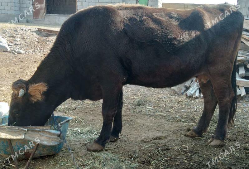 sygyr - Кака - img 1