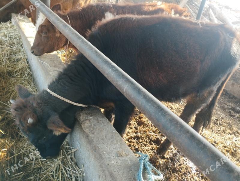 unajynlar - Чарджоу - img 5