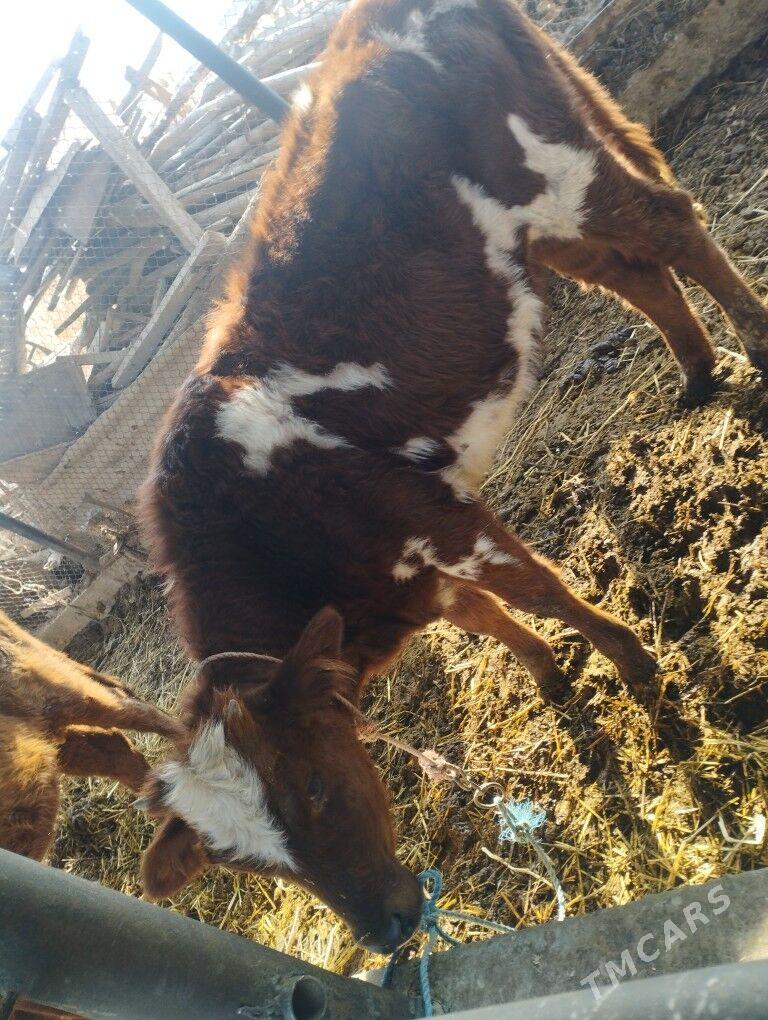 unajynlar - Чарджоу - img 1