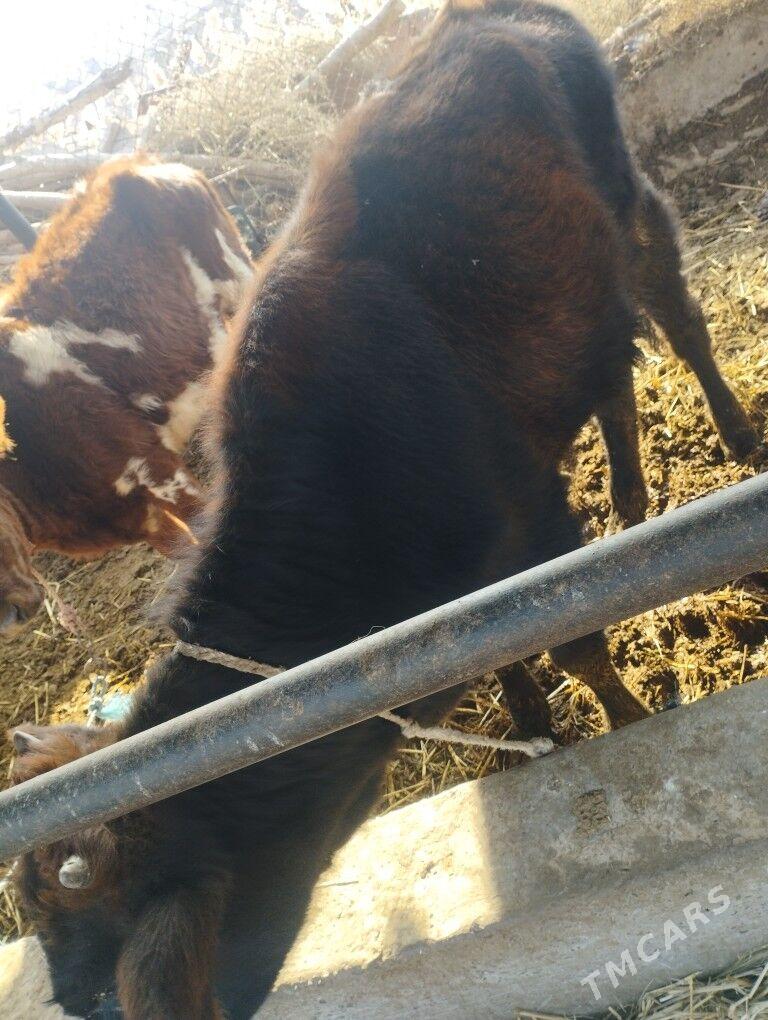 unajynlar - Чарджоу - img 3